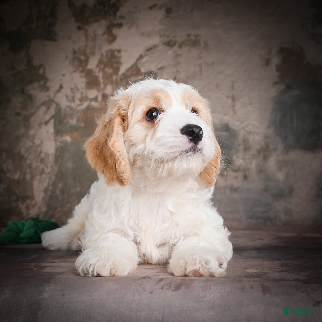 Cavachon dogs for sale: Jeremy - Ad 10