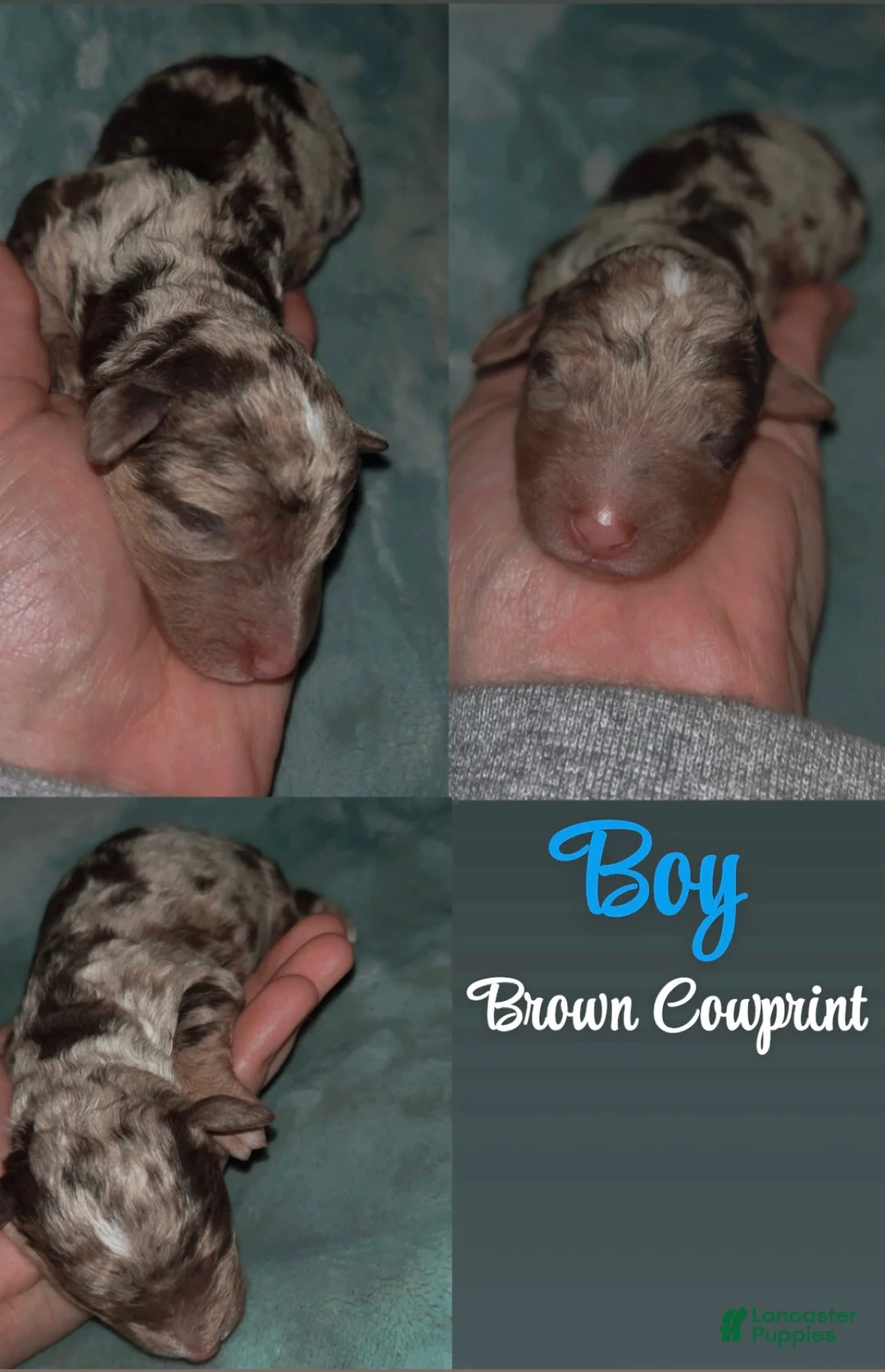 Labradoodle dogs for sale: Comet - Ad 7