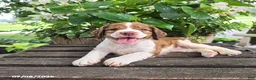 English Springer Spaniel dogs for sale: Hazel - Ad 3