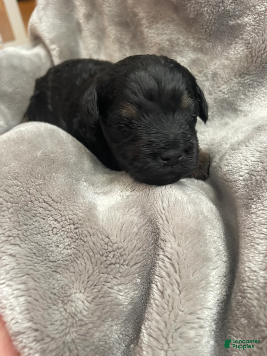 Miniature Schnauzer dogs for sale: Miniature Schnauzer Puppy 1 - Ad 2
