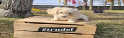 Miniature Dachshund dogs for sale: Strudel - Ad 3