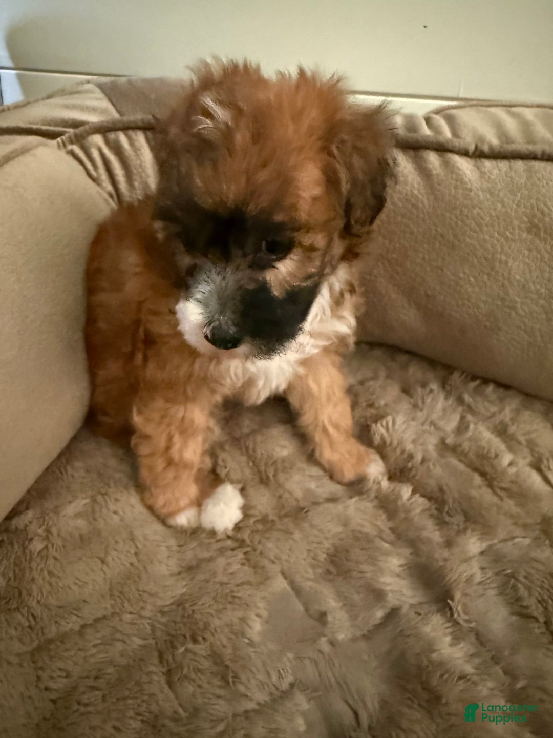 Gallery Image {{count}}