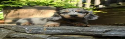 Miniature Dachshund dogs for sale: Piper - Ad 4
