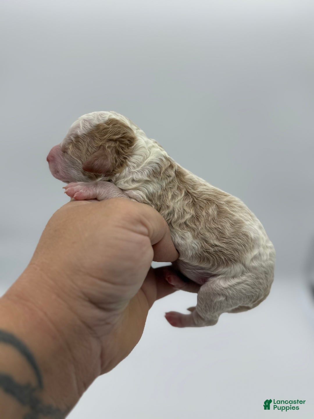 Miniature Poodle dogs for sale: Cranberry - Ad 4