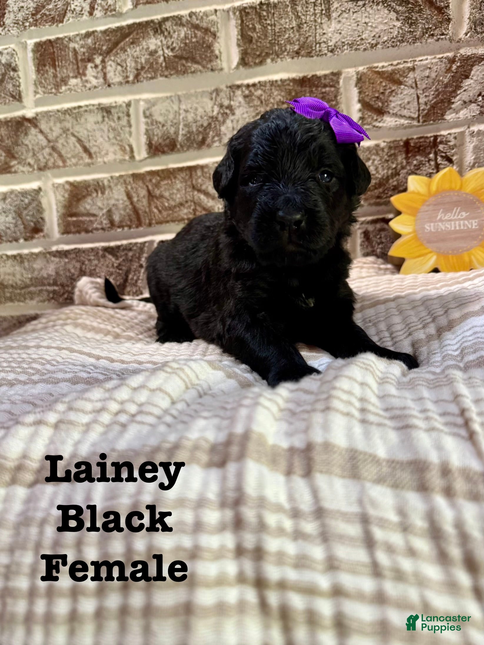 Bernedoodle dogs Lainey - Ad 35