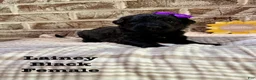 Bernedoodle dogs for sale: Lainey - Ad 4