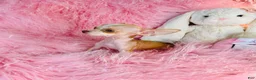 Chihuahua dogs for sale: Chihuahua 1 - Ad 2