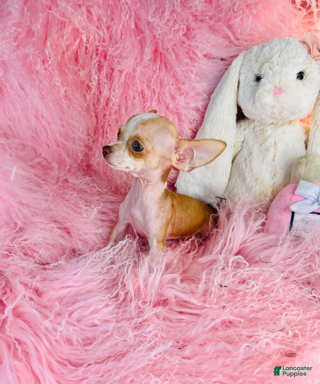 Chihuahua dogs for sale: Chihuahua 1 - Ad 2