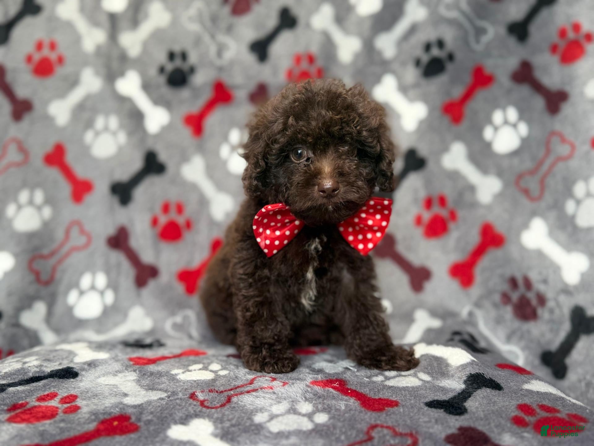 Shihpoo dogs Benson - Ad 4