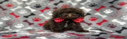 Shihpoo dogs for sale: Benson - Ad 1