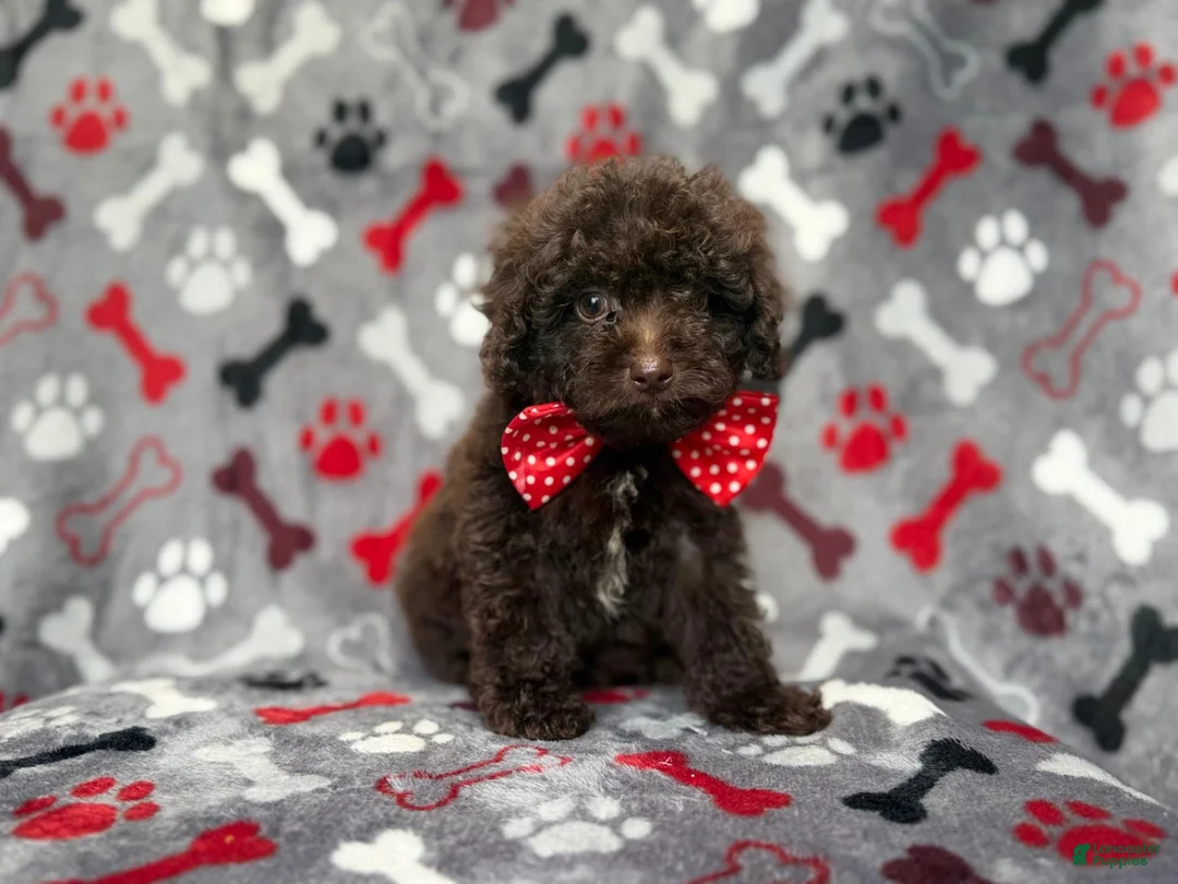 Shihpoo dogs for sale: Benson - Ad 1