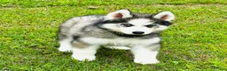 Siberian Husky dogs for sale: Lavender  - Ad 6