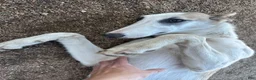 Mixed Breed dogs for sale: Journey - Ad 17