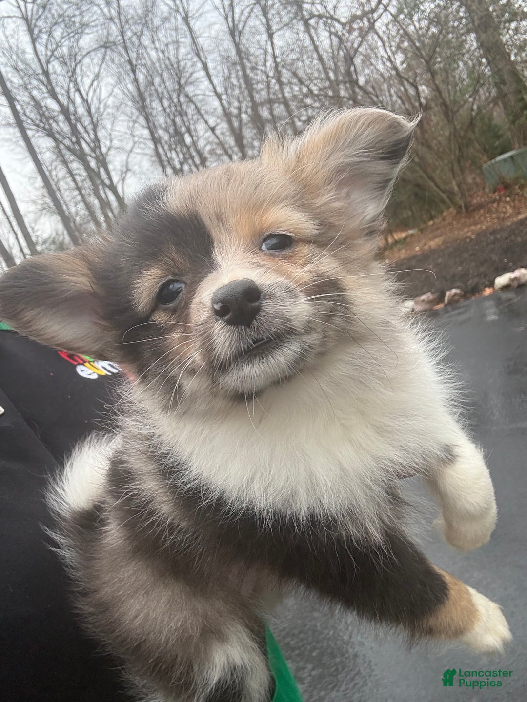 Pomeranian dogs for sale: Pomeranian Puppy 2 - Ad 1