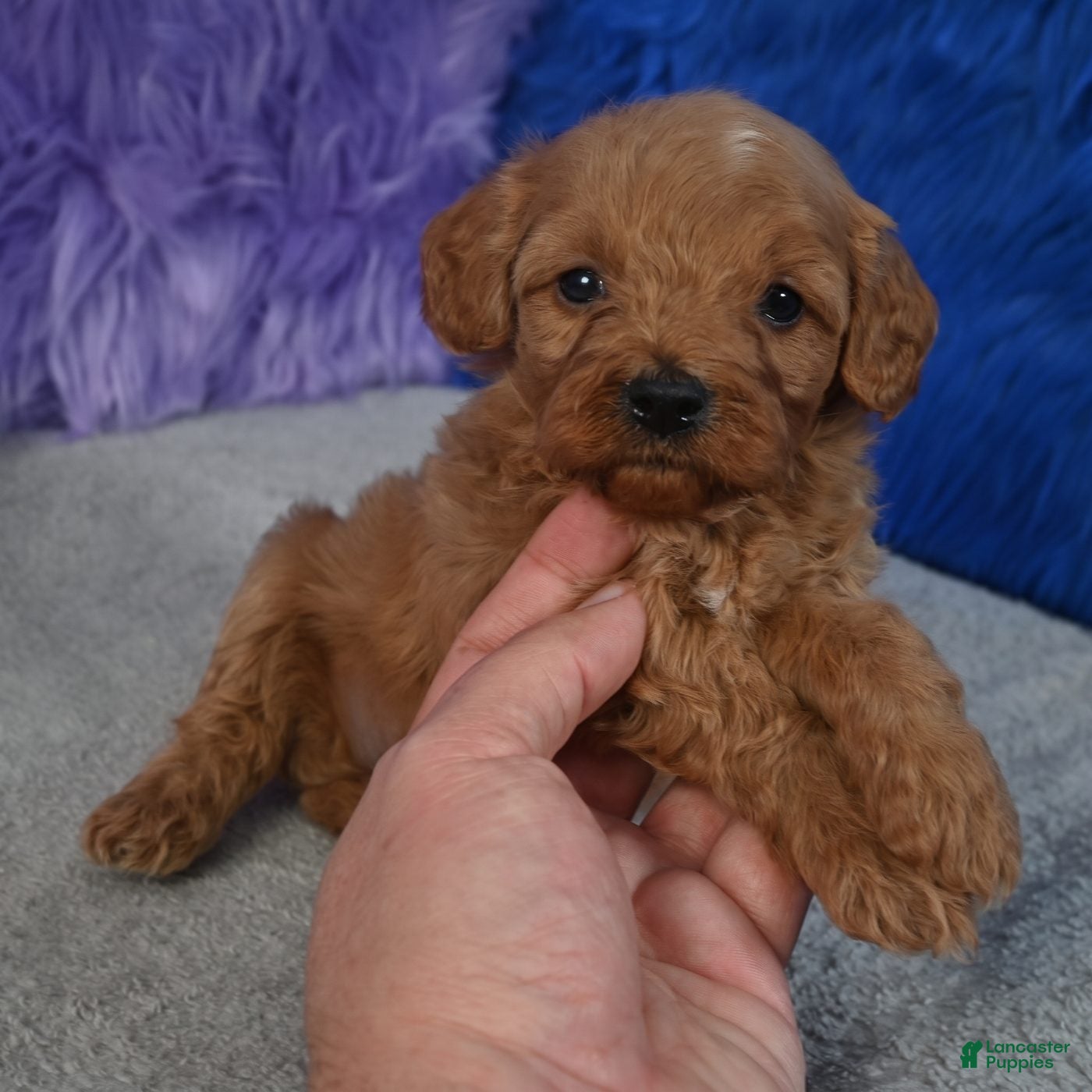 Cavapoo dogs for sale: Cavapoo 6 - Ad 1