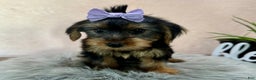 Yorkshire Terrier dogs for sale: Hallie - Ad 16