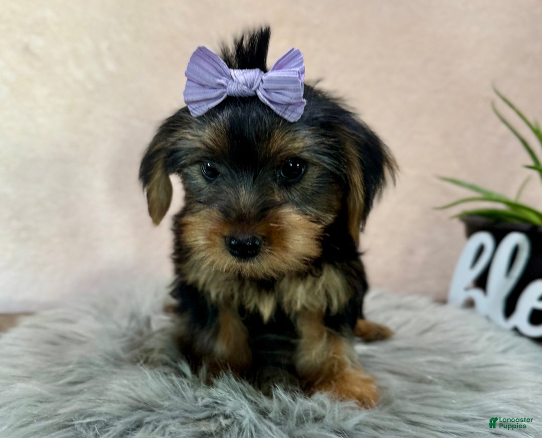 Yorkshire Terrier dogs for sale: Hallie - Ad 16