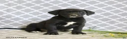 Mixed Breed dogs for sale: Raymond - Ad 4