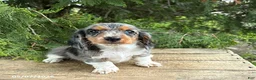 Dachshund dogs for sale: Maisie - Ad 1