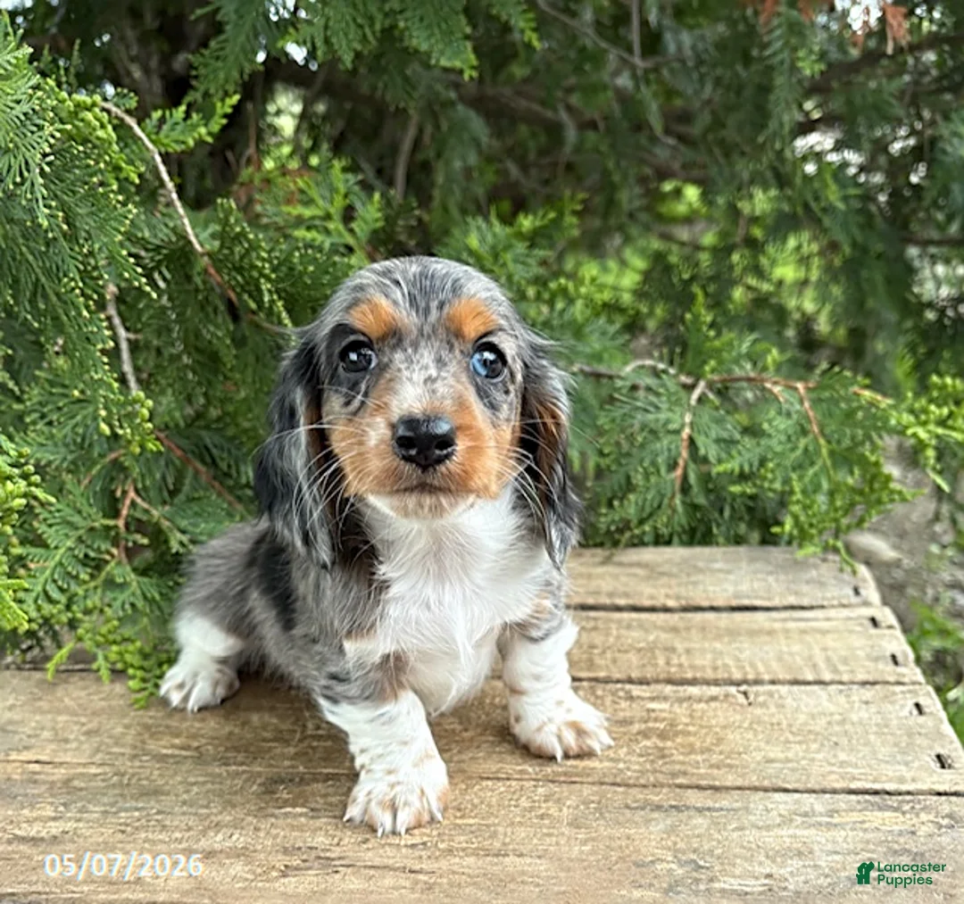 Dachshund dogs for sale: Maisie - Ad 1