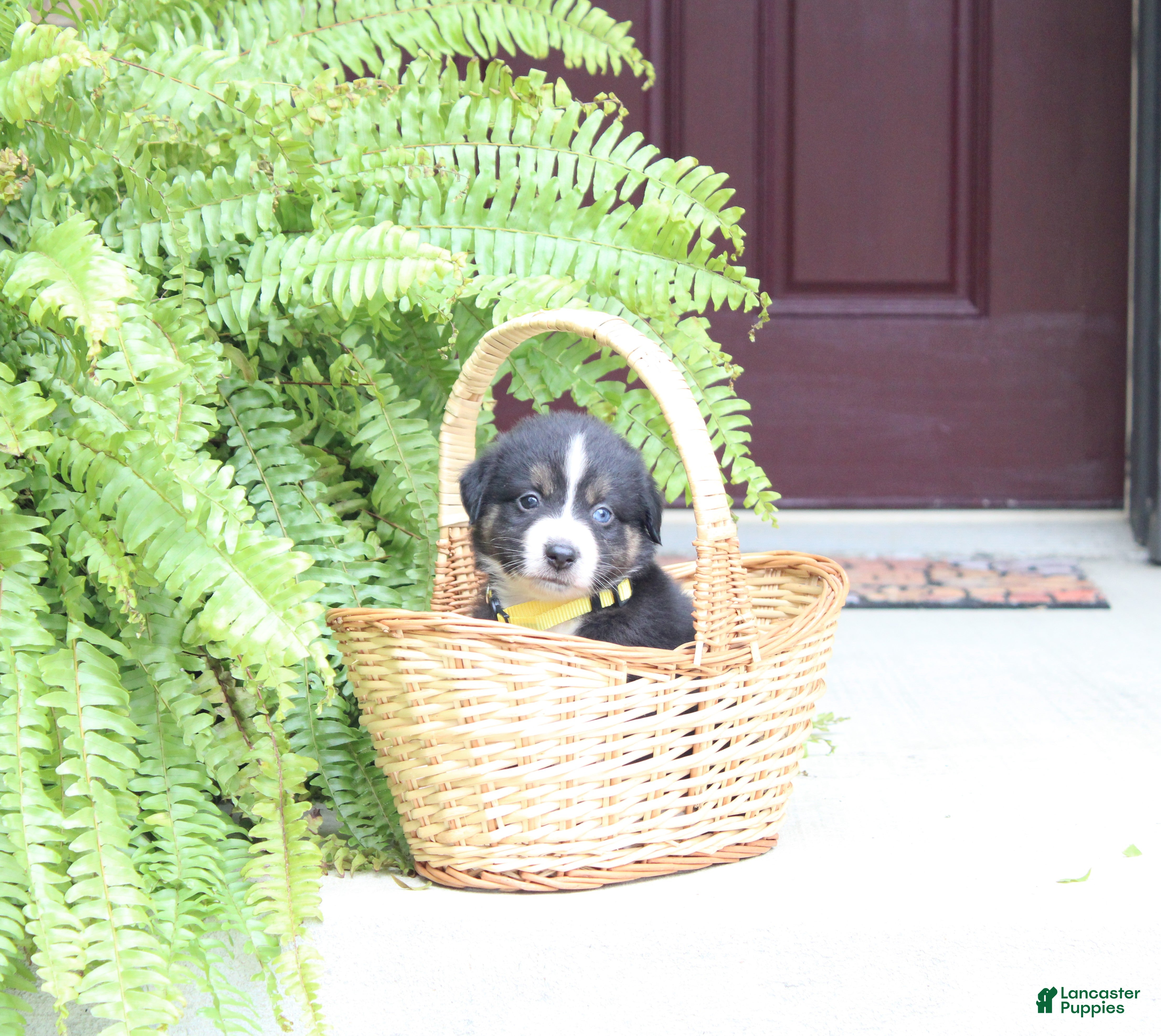Ace (Australian Shepherd, Male) in Marion Township, PA