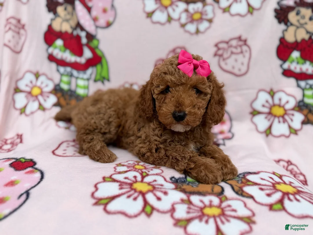 Cockapoo dogs for sale: Remi - Ad 2