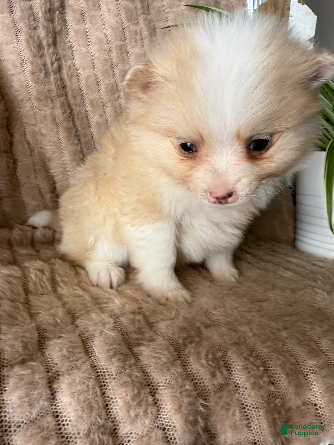 Pomeranian dogs for sale: Ryan - Ad 9