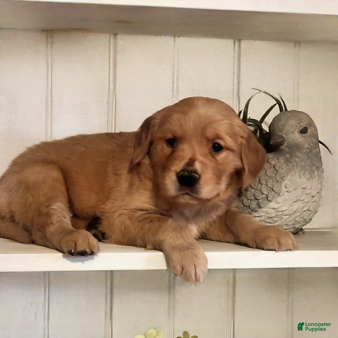 Golden Retriever dogs for sale: Rick - Ad 4