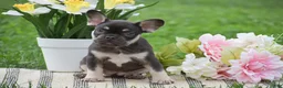 French Bulldog dogs for sale: Veronica - Ad 8