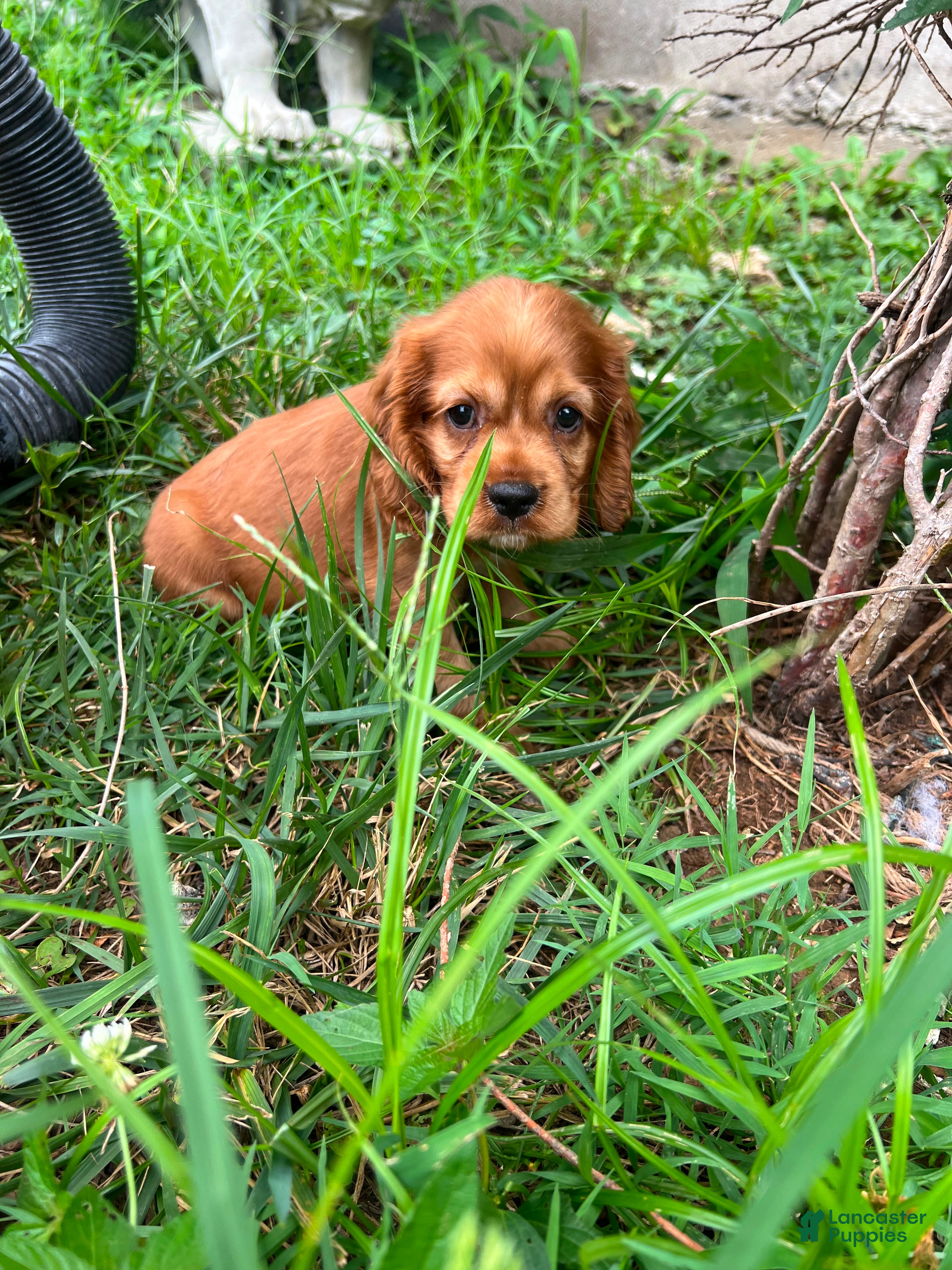 Cocker Spaniel dogs Teddy - Ad 6