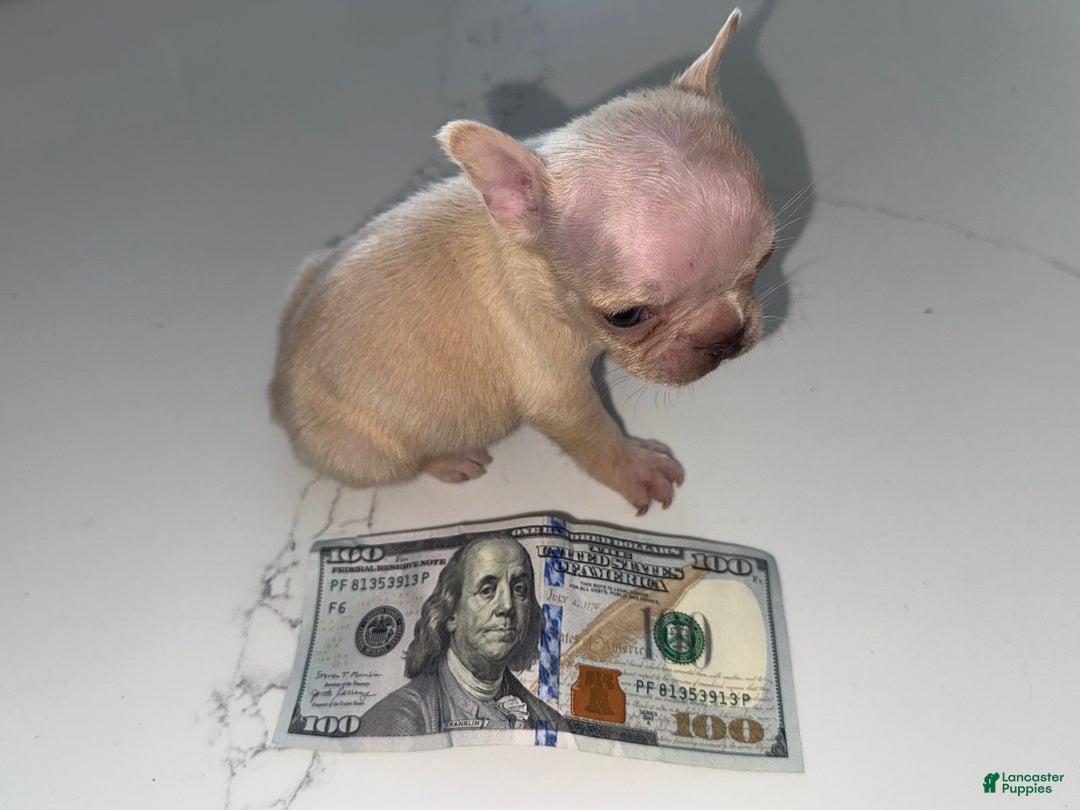 French Bulldog dogs for sale: French Bulldog Puppy 6 - Ad 4