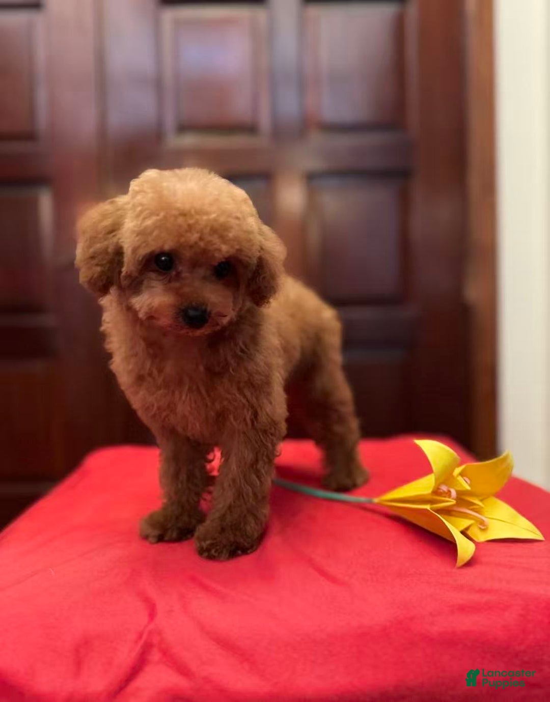 Toy Poodle dogs for sale: Toy Poodle Puppy 3 - Ad 3