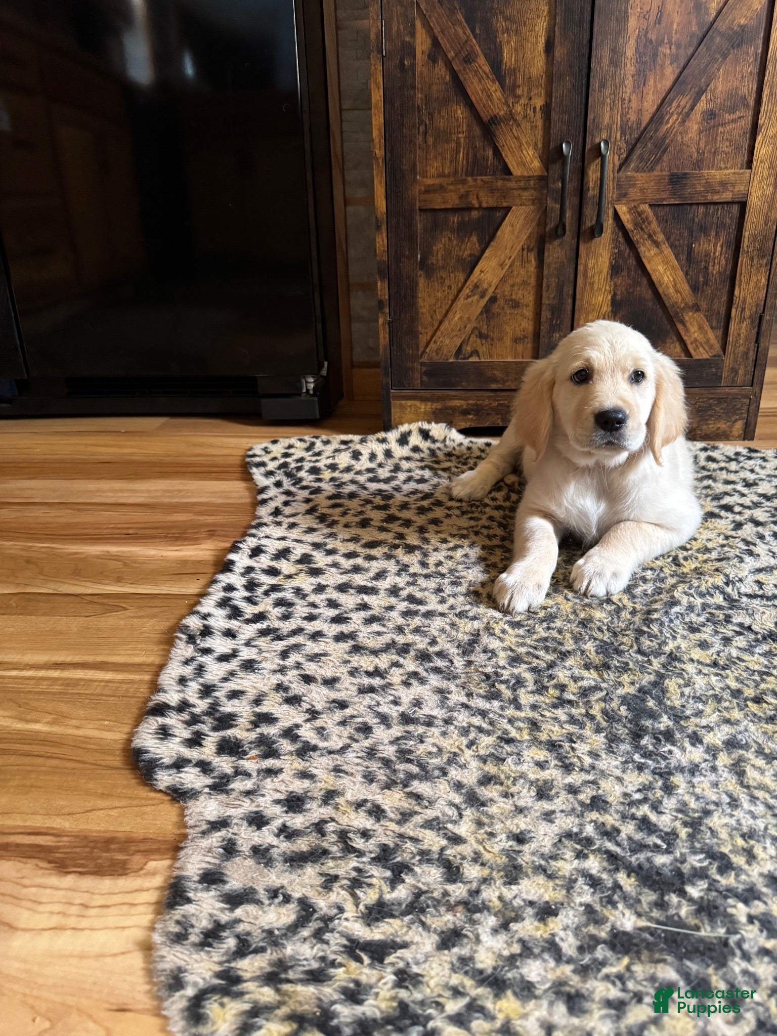 Golden Retriever dogs Golden Retriever 7 - Ad 1