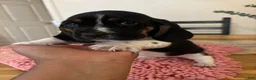 Basset Hound dogs for sale: Basset Hound 5 - Ad 1
