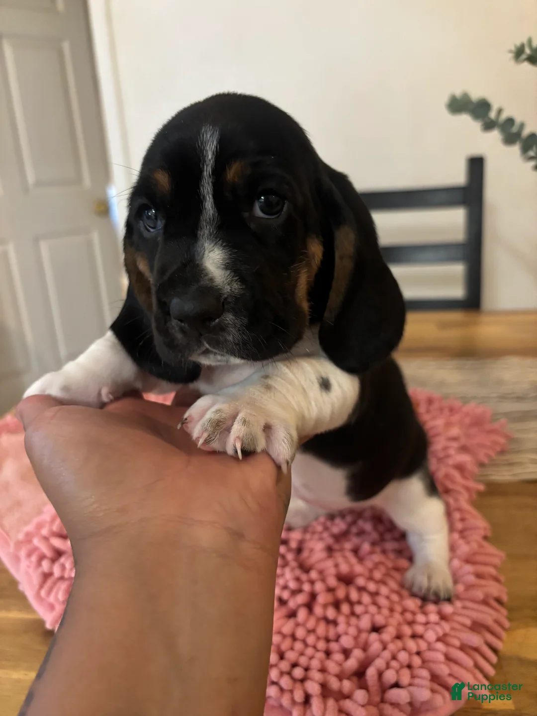 Basset Hound dogs for sale: Basset Hound 5 - Ad 1