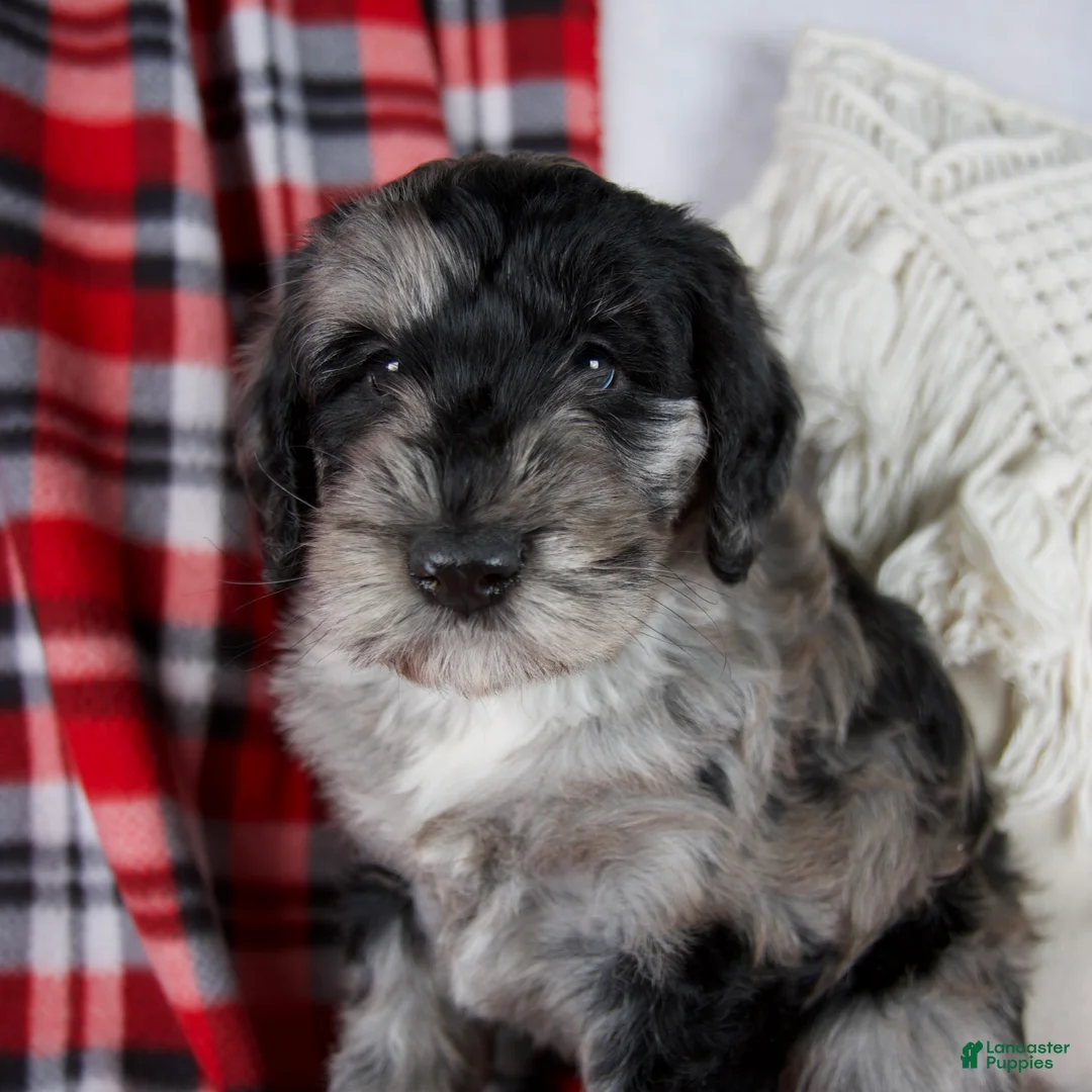 Schnoodle dogs for sale: Dawn - Ad 1