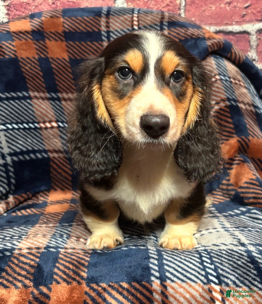 Miniature Dachshund dogs Miniature Dachshund Puppy 2 - Ad 1