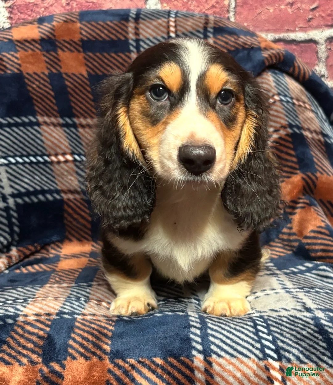 Miniature Dachshund dogs for sale: Miniature Dachshund Puppy 2 - Ad 1