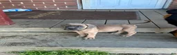Cane Corso dogs for sale: Hemmy - Ad 5