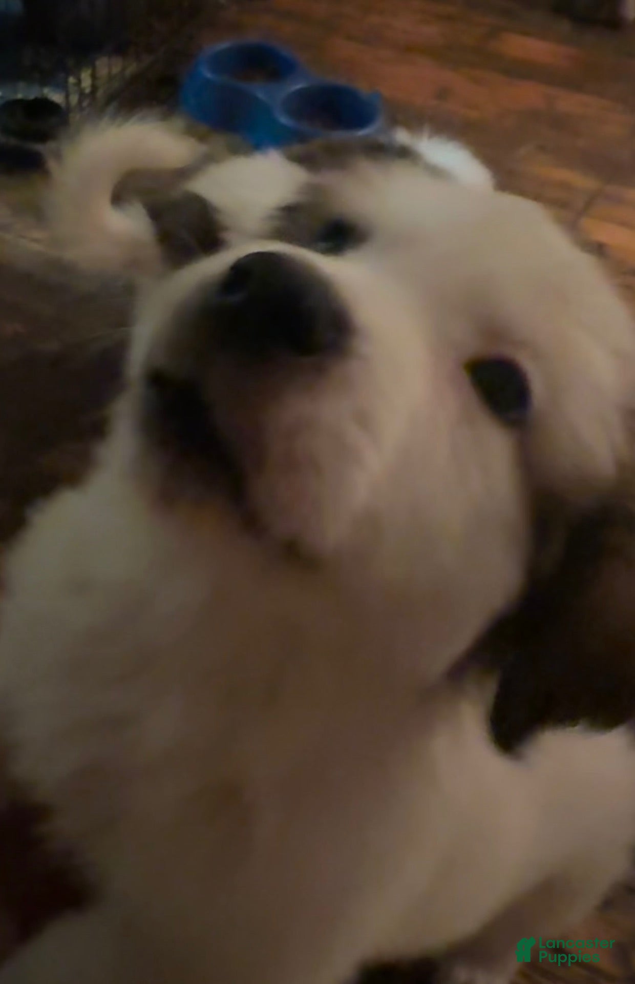 Mixed Breed dogs Mixed Breed 2 - Ad 23