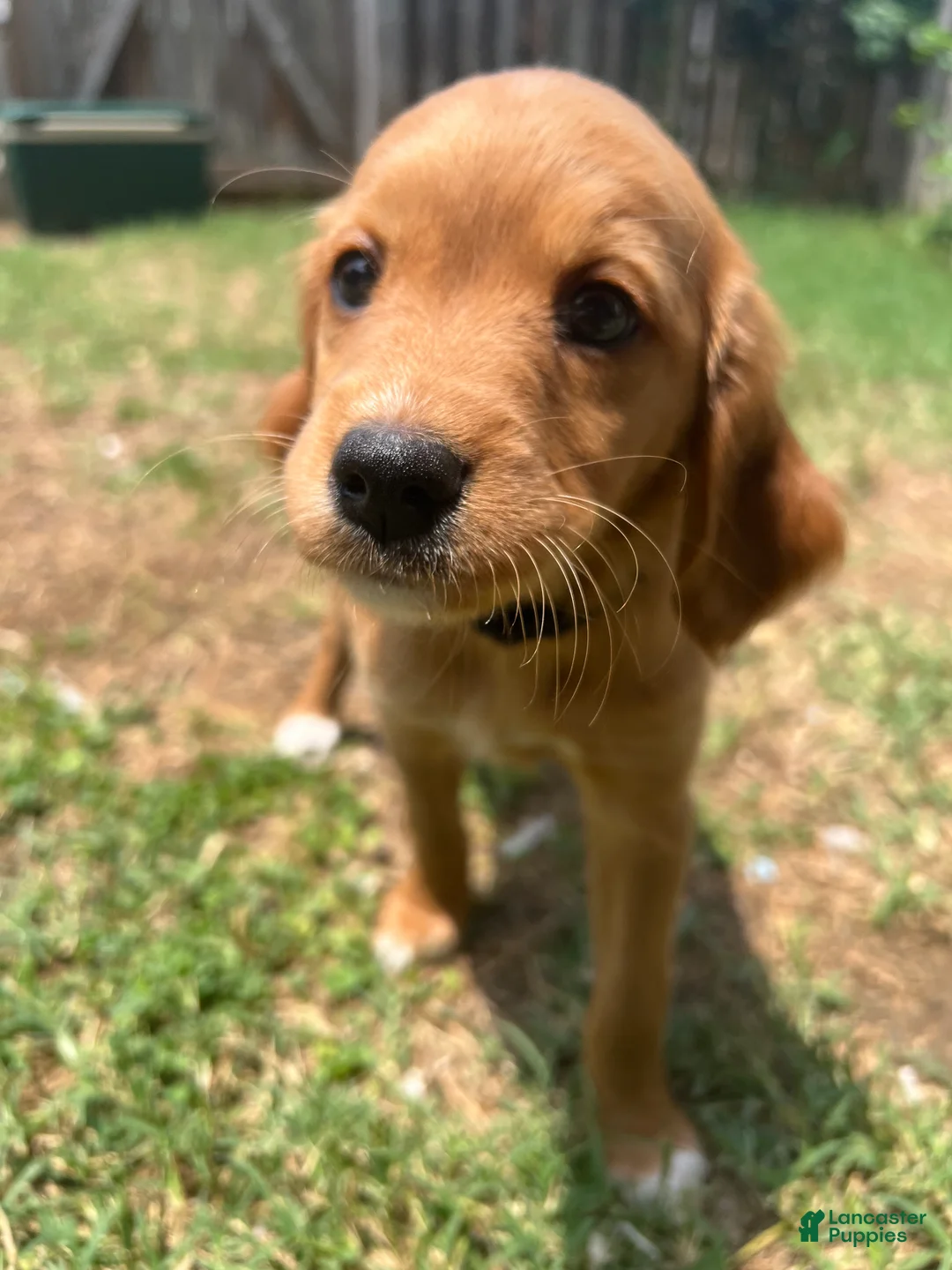 Mixed Breed dogs for sale: Poppy - Ad 2