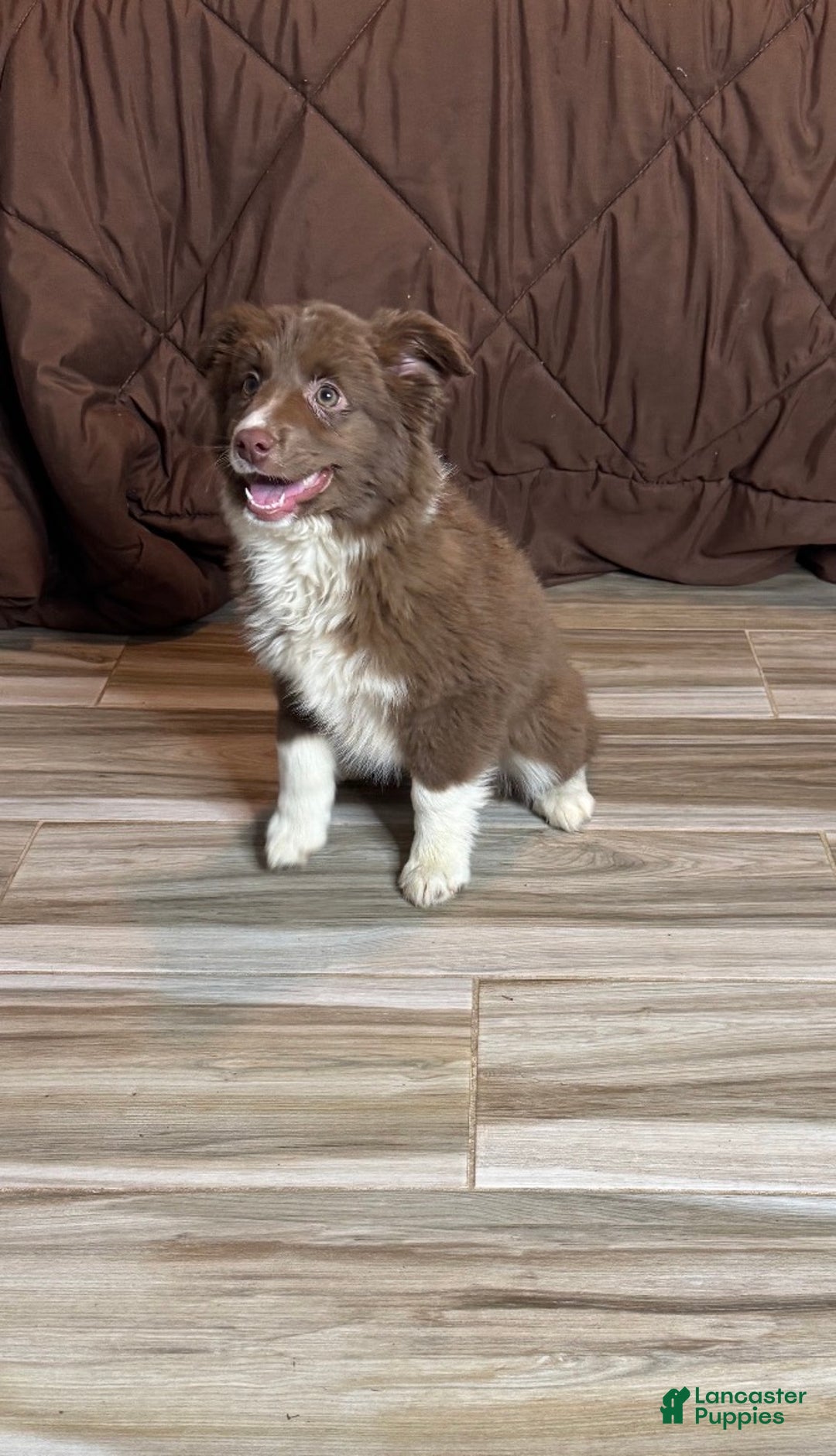 Anatolian Shepherd dogs for sale: Anatolian Shepherd Puppy 5 - Ad 2