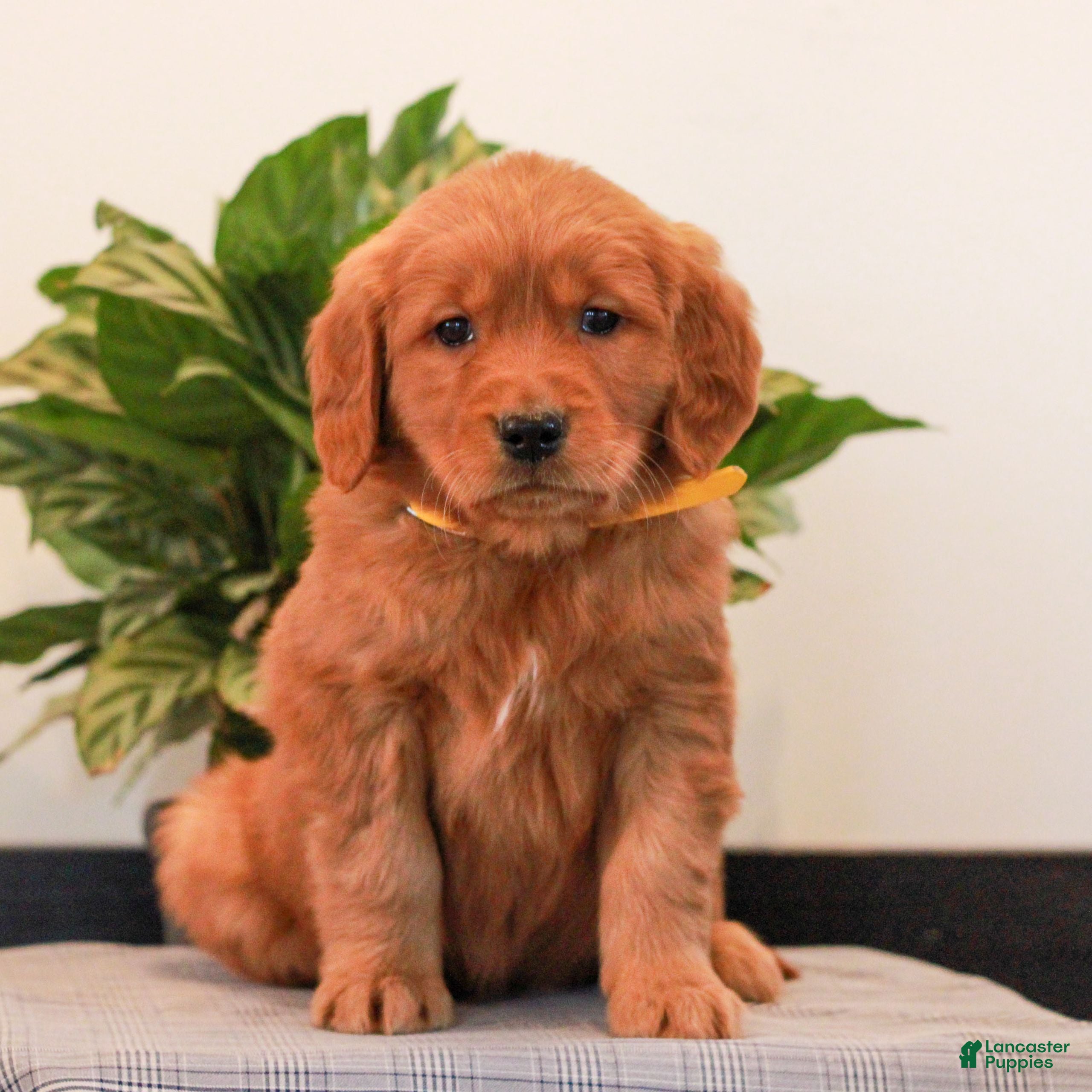 Golden Retriever dogs for sale: Jewel  - Ad 3