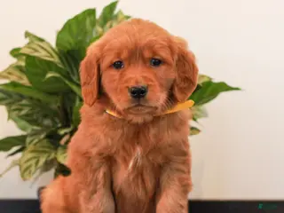 Golden Retriever dogs for sale: Jewel - Ad 4