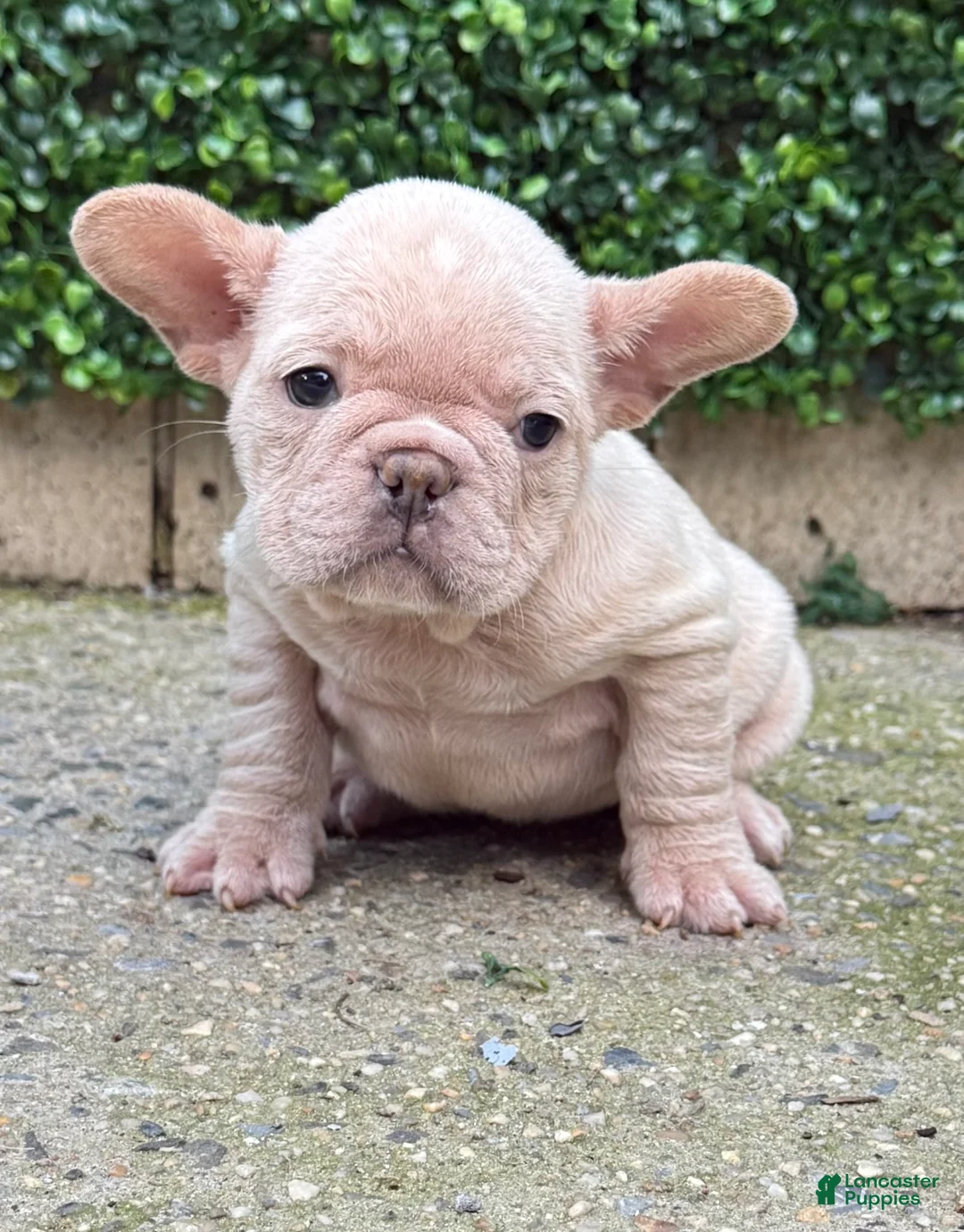 French Bulldog dogs for sale: Baye - Ad 2