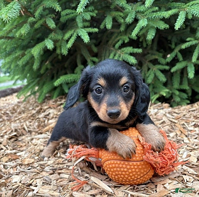Mixed Breed dogs Olive - Ad 2