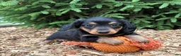 Mixed Breed dogs for sale: Olive - Ad 2