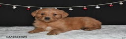 Golden Retriever dogs for sale: Archie - Ad 2