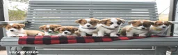 Welsh Corgi Pembroke dogs for sale: Mason - Ad 5