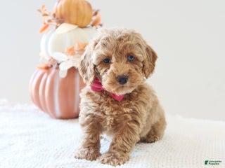 Toy Poodle dogs - Ad 24